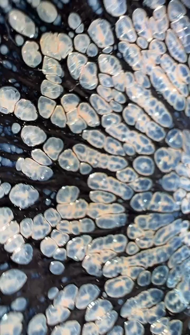 茶盏廖成义精品收藏49