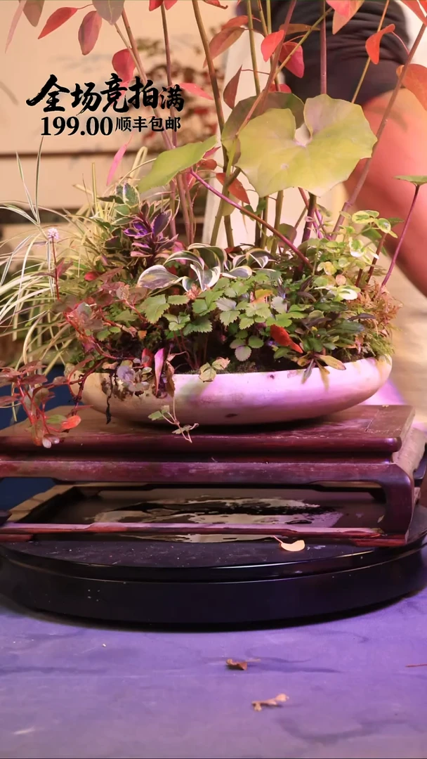 完全开放Y19草本植物 顺丰到付