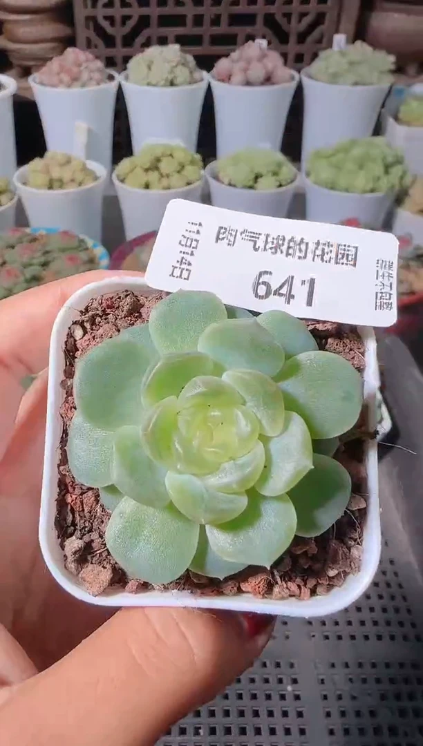 1114-641群生不包整