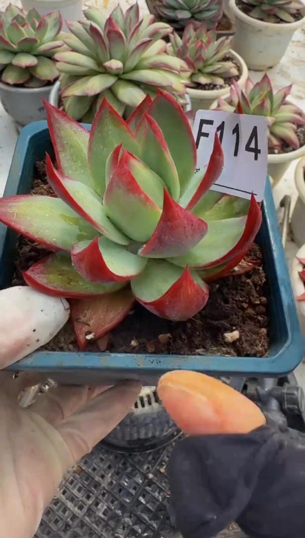 F114惊鸿仙子（裸根发货）