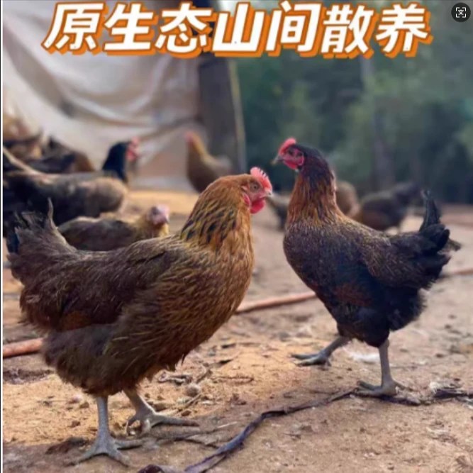 【买4送2】麻羽青脚鸡1斤产绿壳鸡蛋宠物鸡包邮