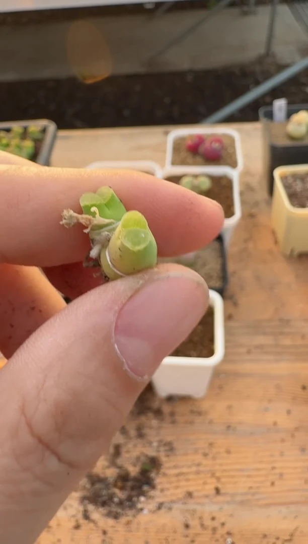 【闪购商品】17-145粉