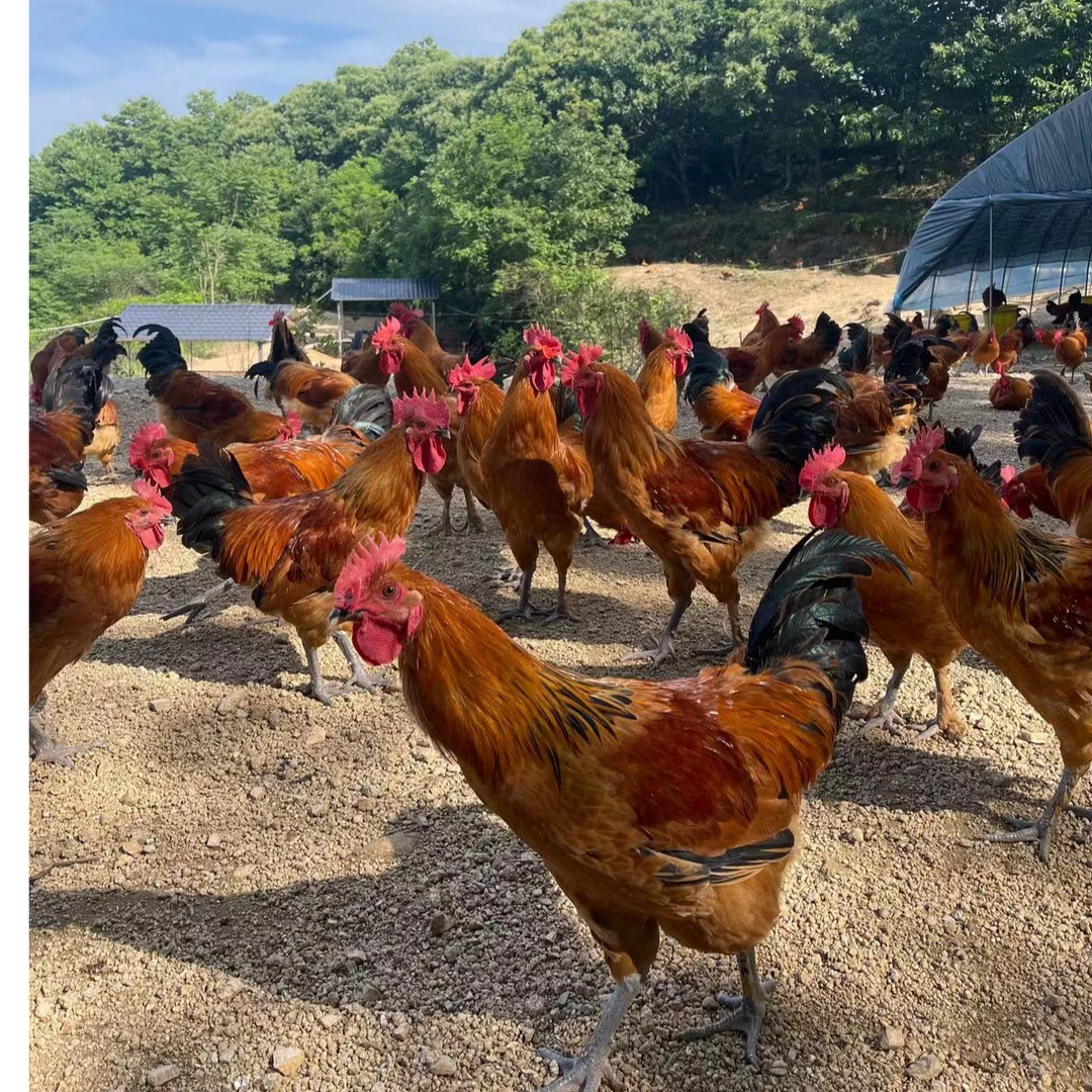 【公母鸡组合】亿众源散养大公鸡玉米稻谷杂粮喂养跑山鸡走地鸡