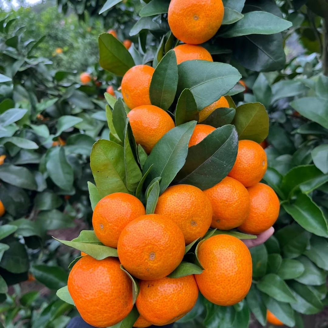 【带杯带土】正宗四川金秋沙糖桔树苗无核高产原杯南北方种地栽盆栽