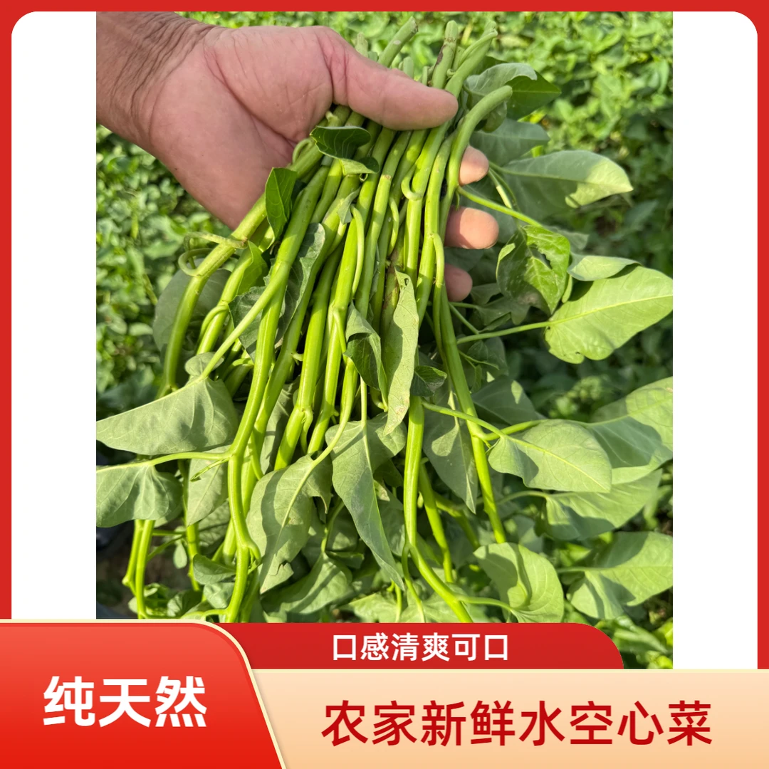 农家水空心菜｜记忆中的清爽可口｜顺丰包邮
