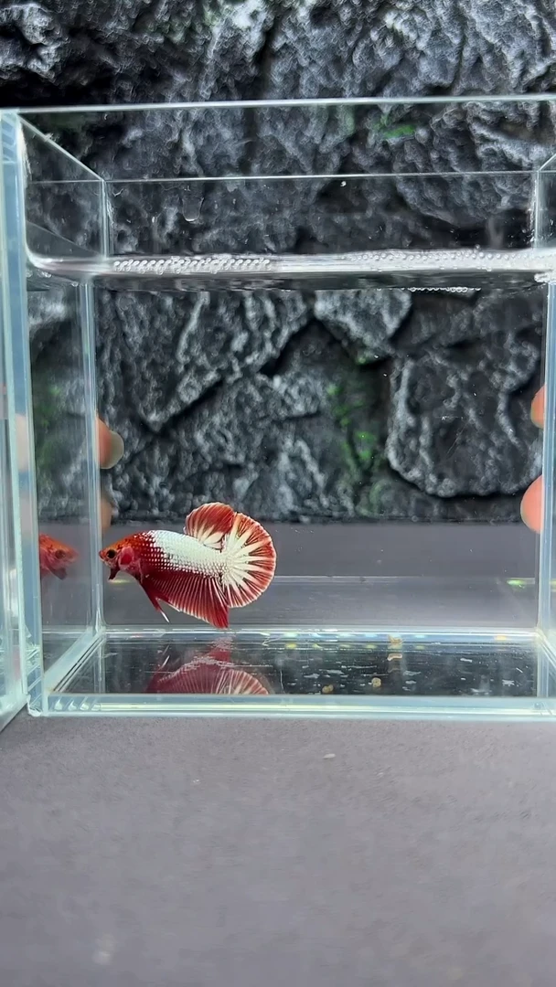 斗鱼竞拍链接A005