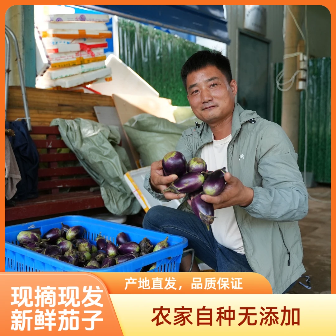 湖南现摘现发紫茄子农家种植老品种3斤【顺丰包邮】