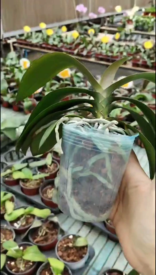 大部分花苞少量开放罗马情人福利价