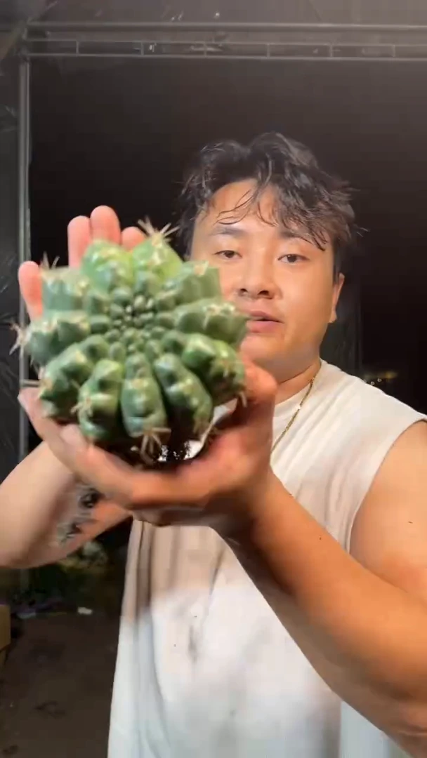 实生根 大大 绯花玉 10cm+