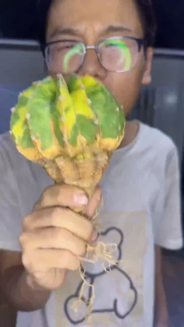 实生根 世界图锦