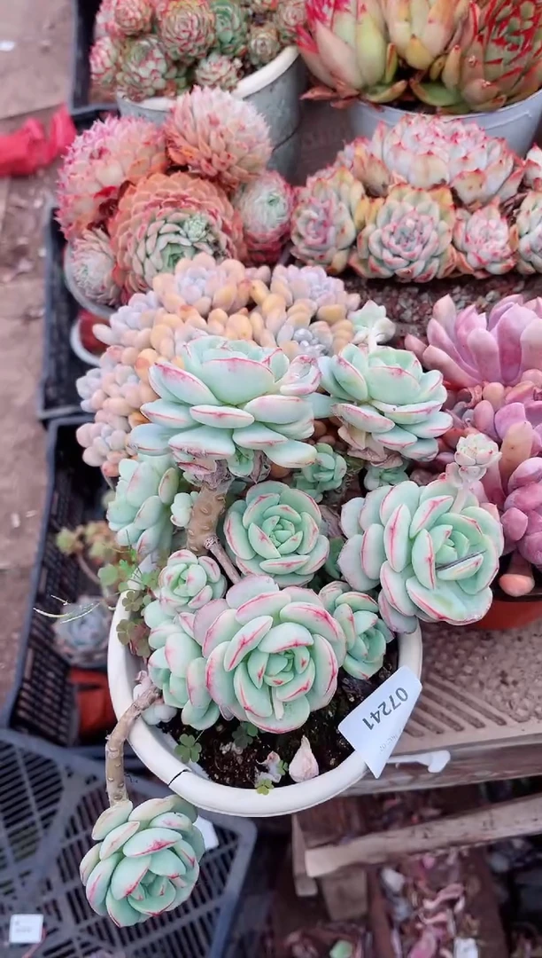 【闪购商品】07241