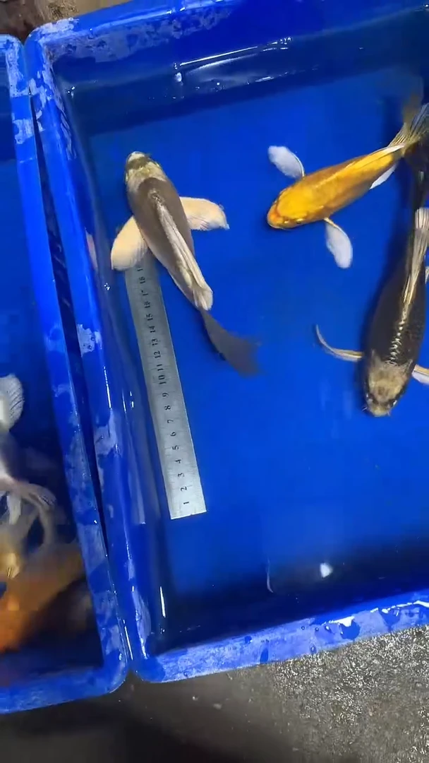 蝴蝶鲤鱼凡****具蝴蝶鲤直播选鱼专用链接 凭开箱视频售后