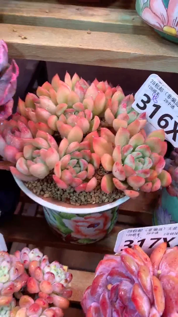 316X（一物一拍，精品多肉，w所见即所得 ）