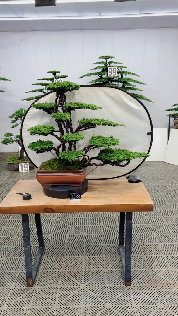 无花朵造型盆景一物一拍