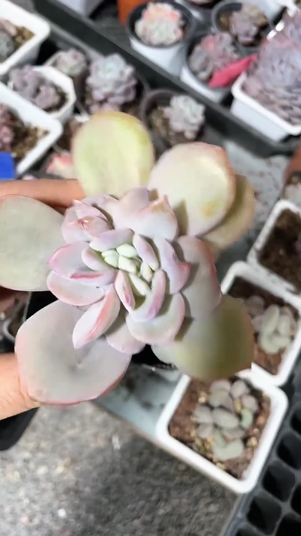 【闪购商品】774多肉