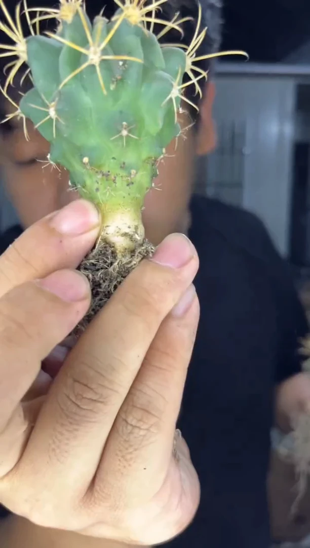 3颗 实生根 黑罗刹