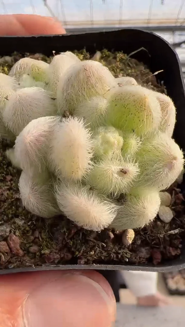 【闪购商品】信东尼多肉-13