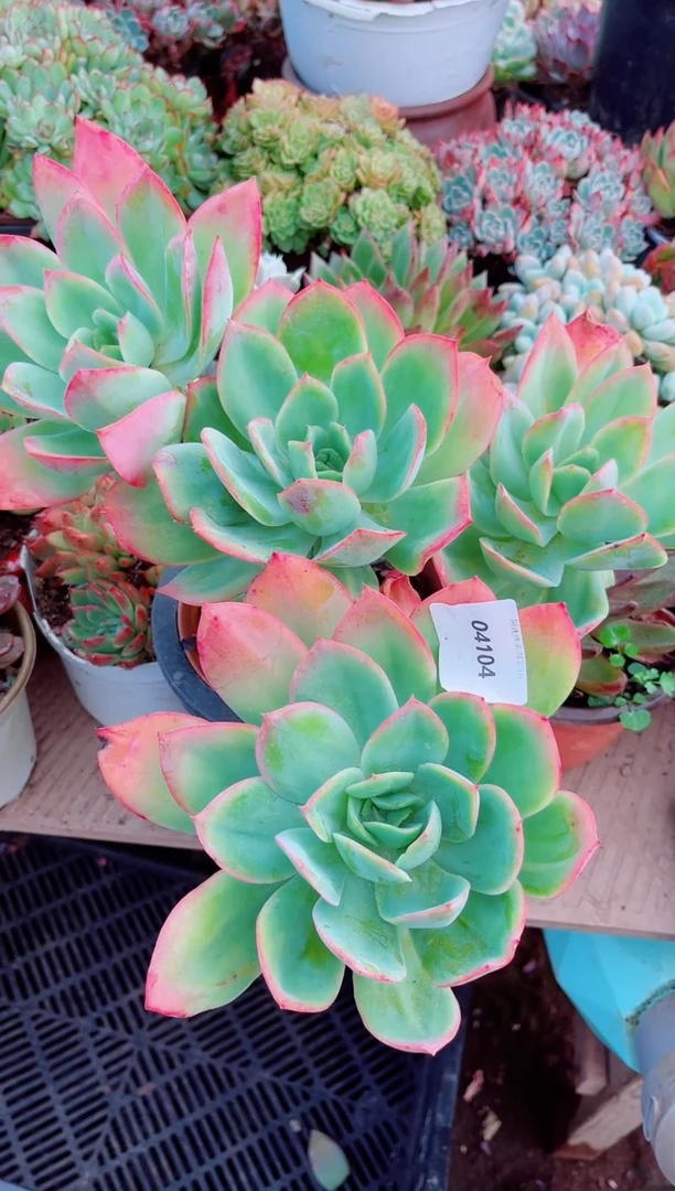 1*翁多肉植物一拍一物04104