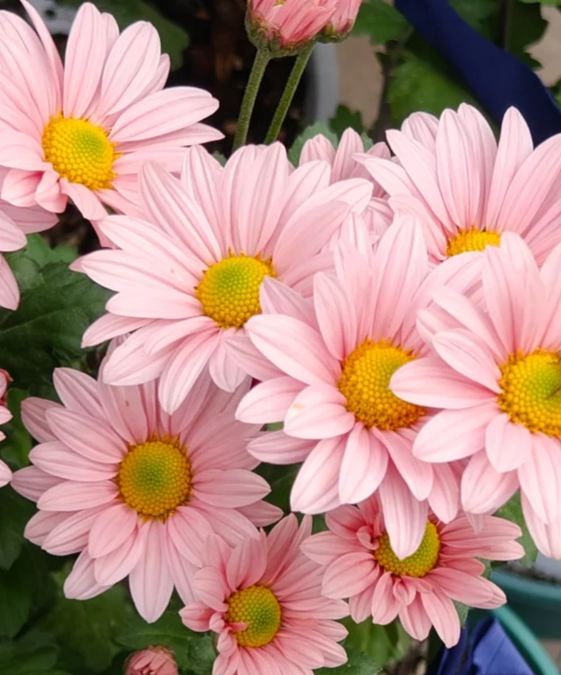 【月之影】盆栽四季开花切花小菊