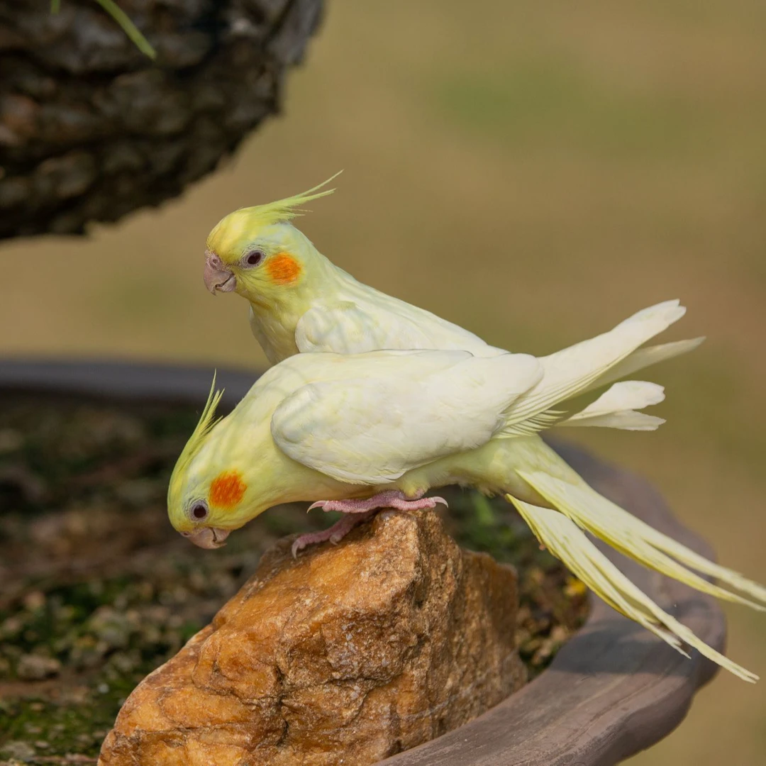 玄凤鹦鹉黄化玄凤会学说话可繁殖鸟手养宠物一对活物鹦鹉活鸟