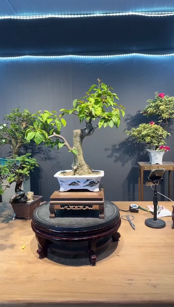 三角梅同安红三角梅