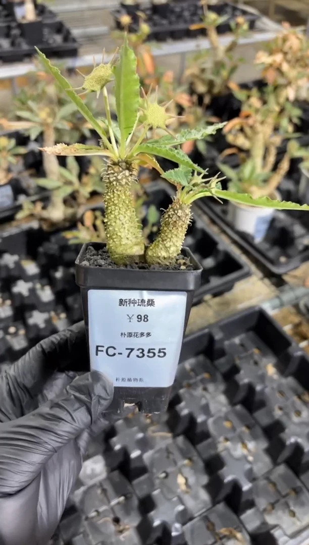 新种琉桑FC-7355