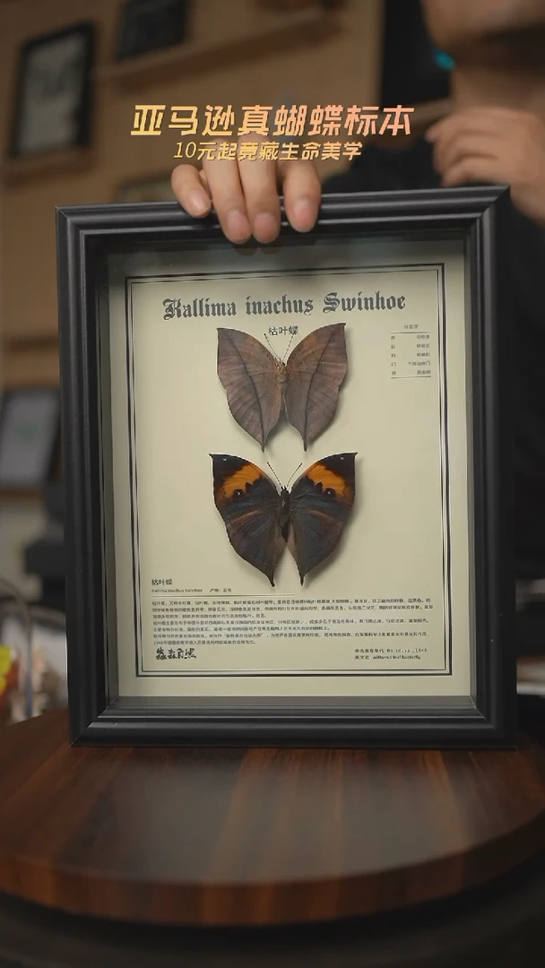 有机玻璃枯叶蝶正反两只