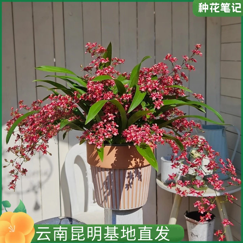 【满堂红梦香兰】带花苞兰花苗桌面客厅花卉植物室内花盆栽带香味