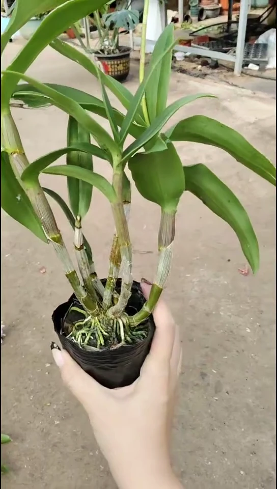 完全开放夏威夷福利