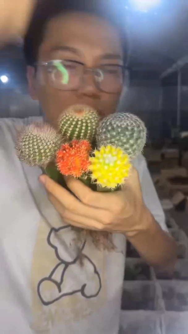 5色球组合【嫁接】