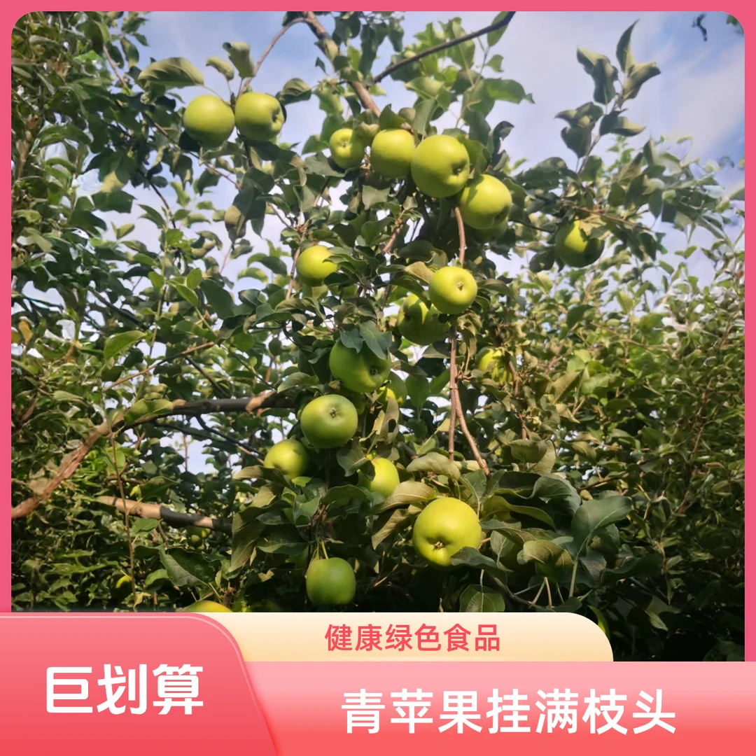 孕妈妈优选现摘小青苹果新鲜应季水果酸甜脆爽口感
