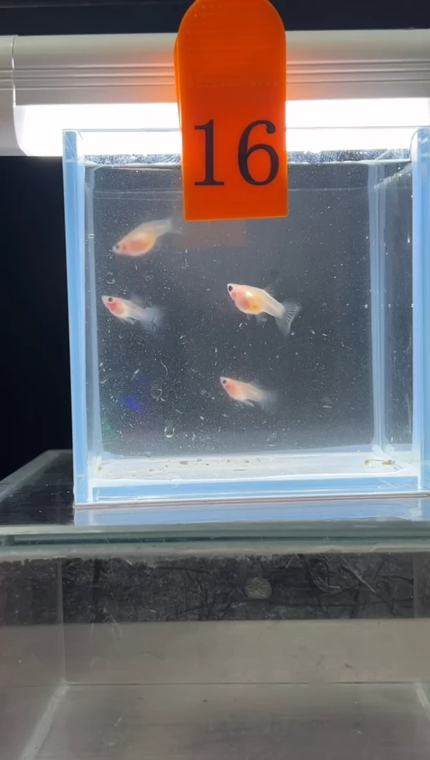 孔雀鱼粉猫短体孔雀鱼编号16