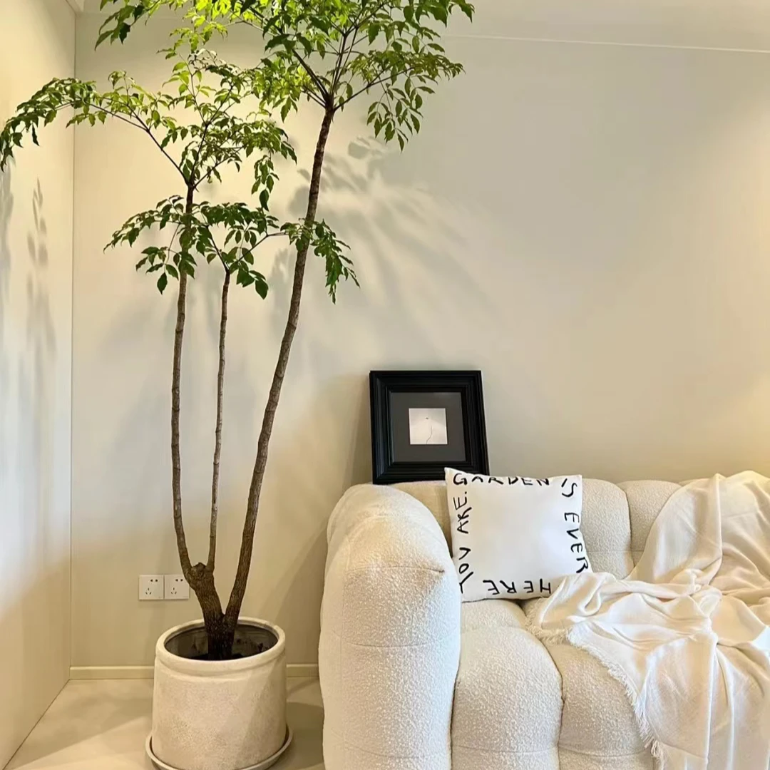 广伞枫幸福树室内造型落地鲜活绿植易养活