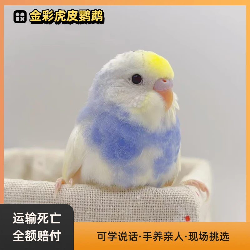 金彩虎皮鹦鹉活宠鸟活物活体鹦鹉双金双显彩显珍珠彩珍珠彩显隐派