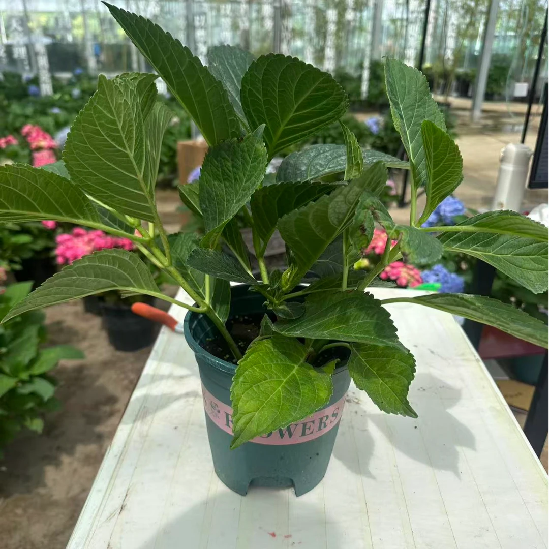 [小花苗】禹垚无尽夏绣球花苗四季花卉阳台庭院盆栽冠幅可长70CM