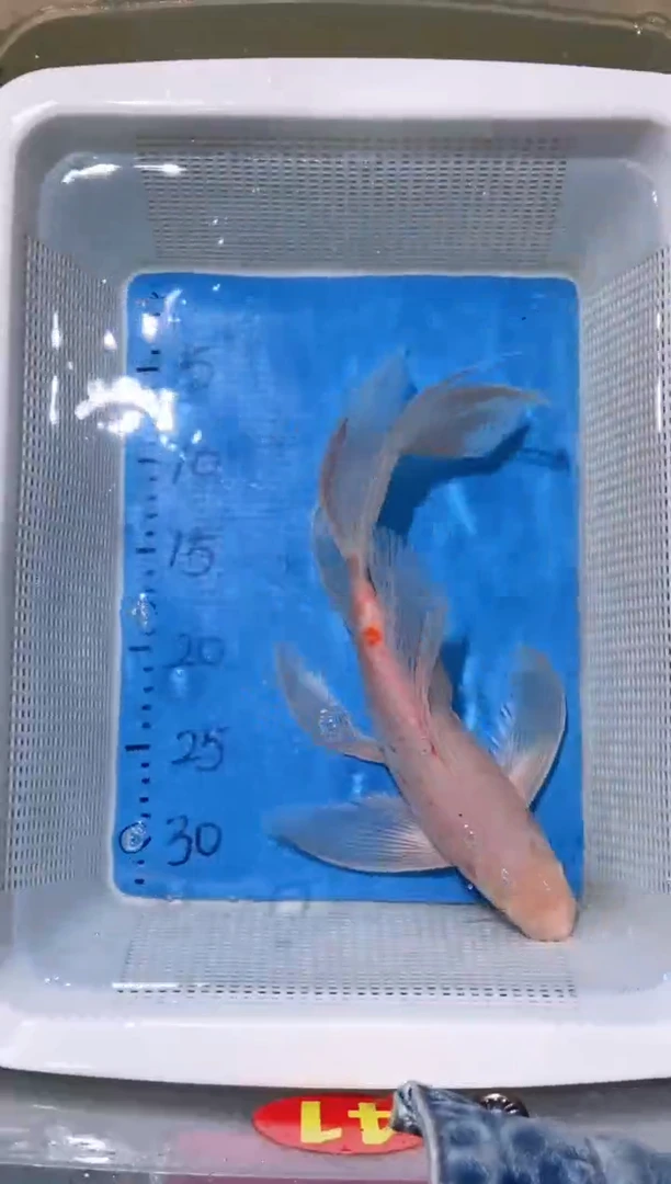 锦鲤锦鲤蝴蝶鲤鱼拍开箱视频包售后