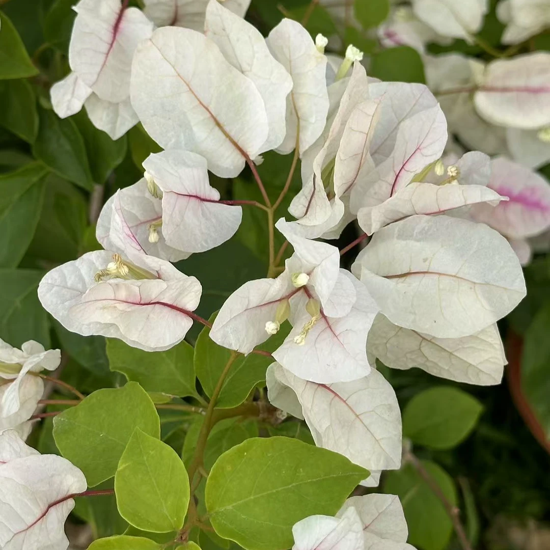 三角梅一物一拍，直播间一物一拍一拍