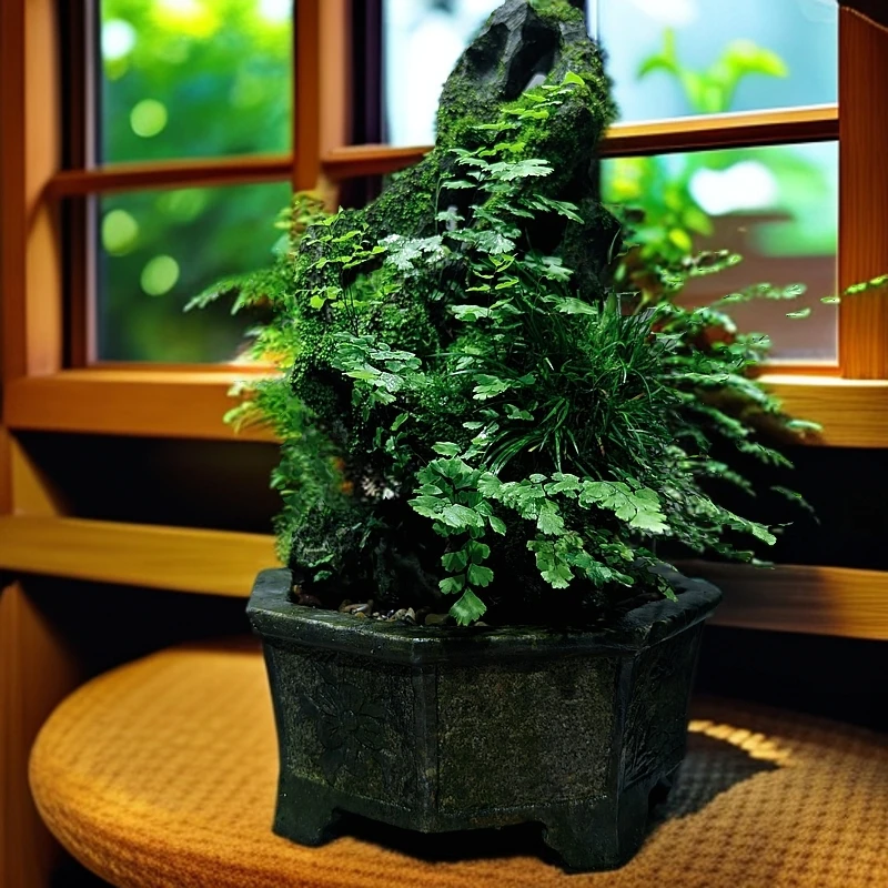 绿植附石盆景吴定石附虎须菖蒲高35长17厚13不含盆