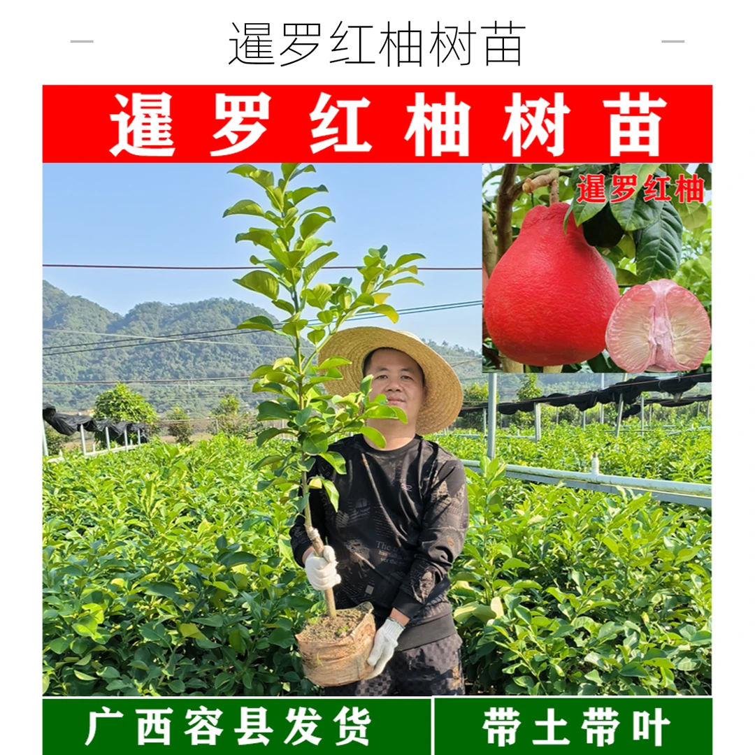 正宗红柚树苗香水红柚红宝石柚子青柚越南青柚嫁接苗庭院盆栽树苗