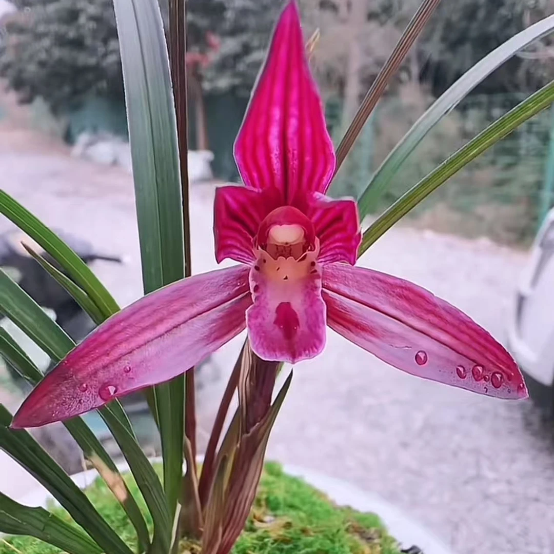 6个品种四季兰春剑蕙兰杂交兰春兰等人工种植兰花