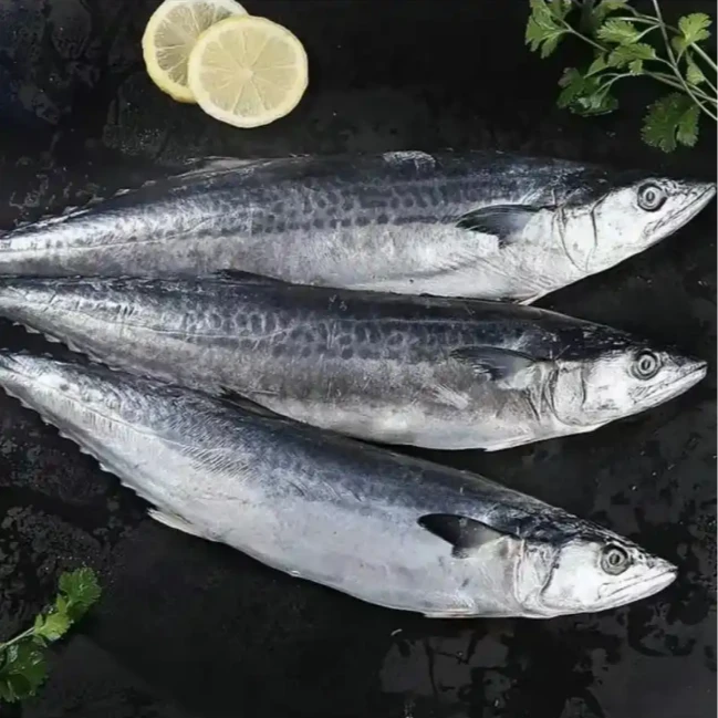 马鲛鱼不含冰（拍4送1到手5条）