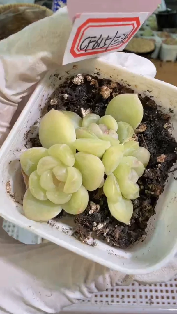 CF615/三头五方一盆 量拍混发
