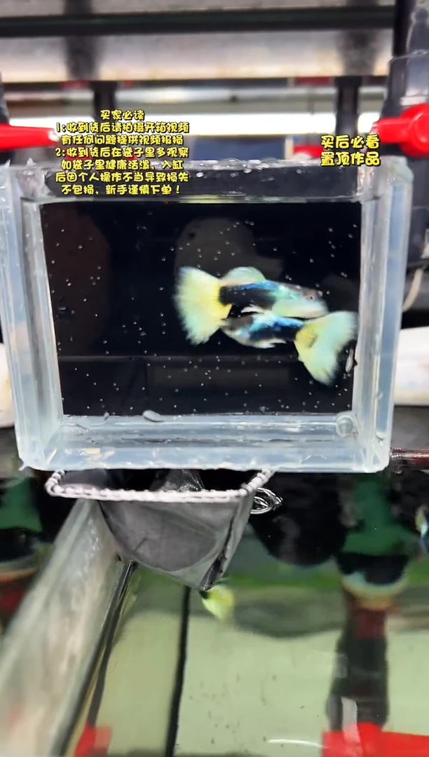 孔雀鱼无怨孔雀鱼