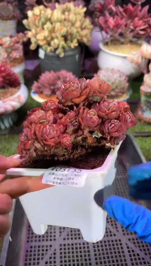 【闪购商品】03135