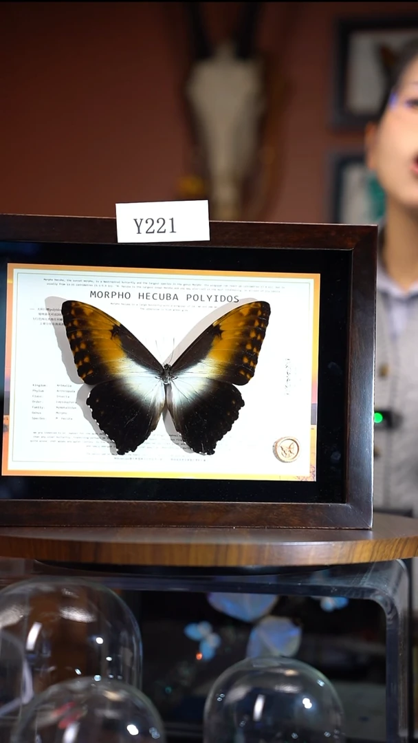 Y221    太阳闪蝶