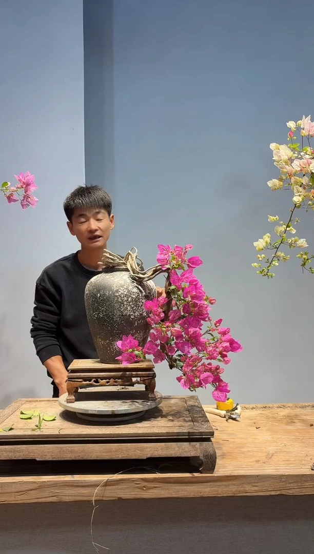 以实际为准三角梅37