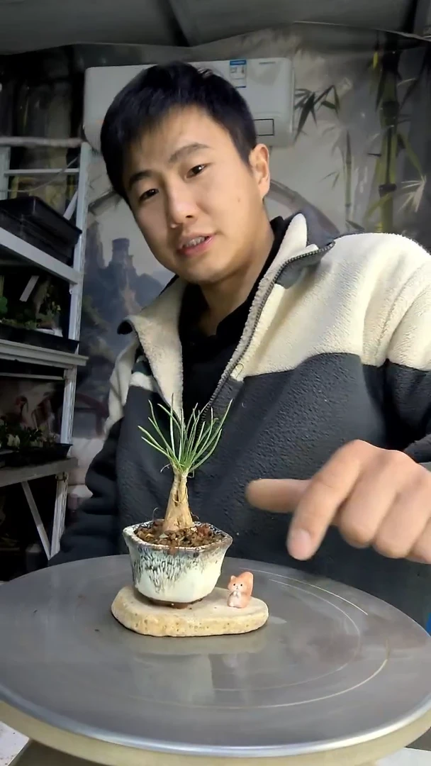 小*中青园艺一物一拍298