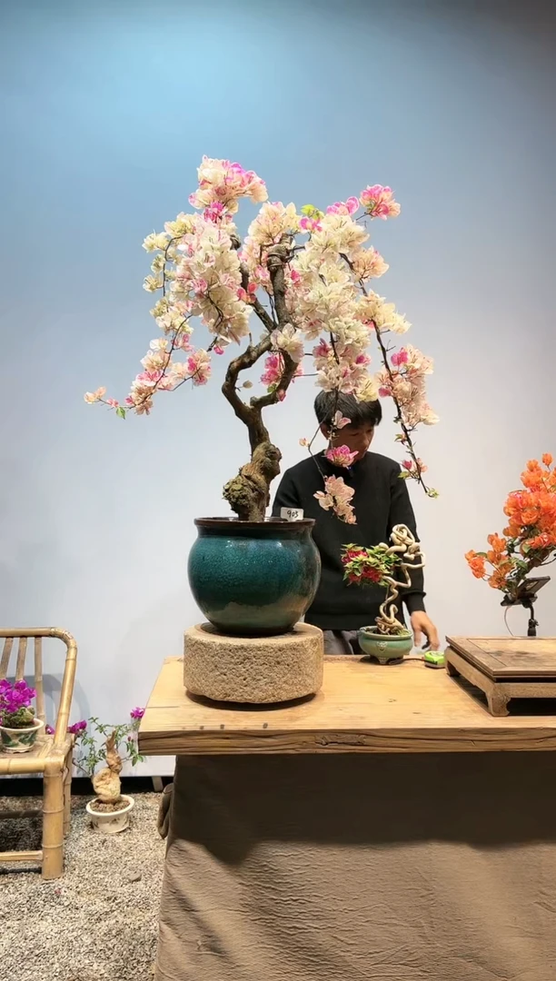 aa三角梅专场一物一拍905