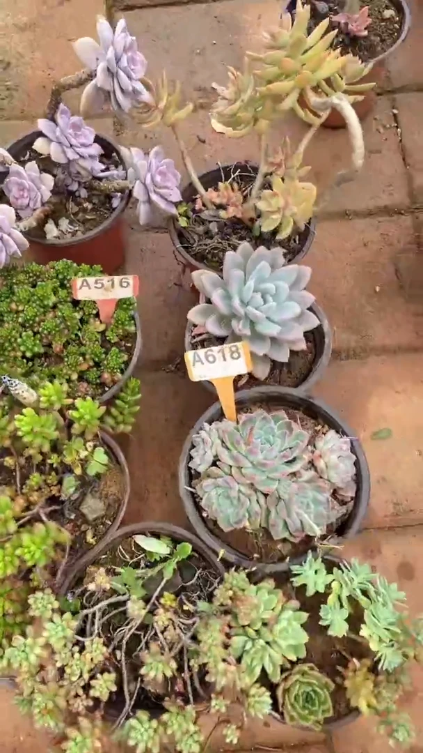 A516购清风花木兰多肉组合脱土发货