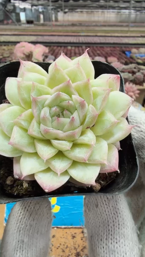 东云多肉园二店-545